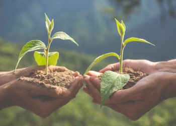 Menos desmatamento e mais florestas!