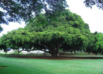 Dia da Árvore: entenda porque essa data é tão importante