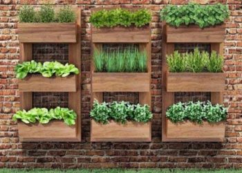 Horta em casa: saiba o que plantar, como cultivar e cuidar das hortaliças