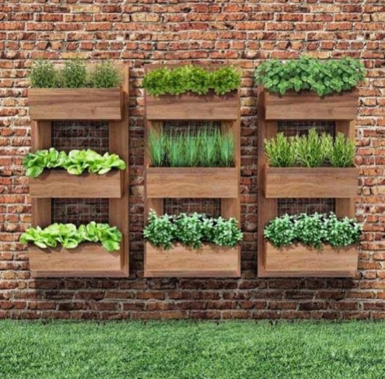 Horta em casa: saiba o que plantar, como cultivar e cuidar das hortaliças