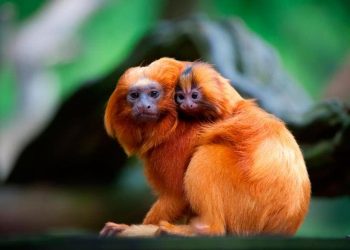 Dia Mundial dos Animais: conheça as espécies em extinção no Brasil