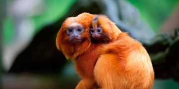 Dia Mundial dos Animais: conheça as espécies em extinção no Brasil