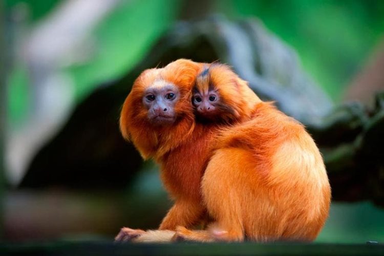 Dia Mundial dos Animais: conheça as espécies em extinção no Brasil