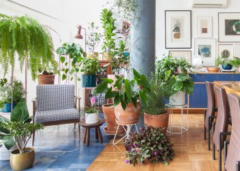 Plantas em casa: espécies indicadas e seus benefícios