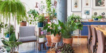 Plantas em casa: espécies indicadas e seus benefícios