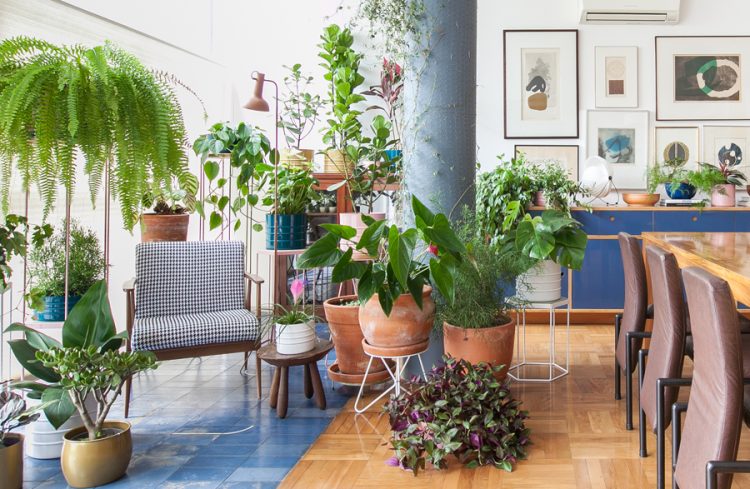 Plantas em casa: espécies indicadas e seus benefícios