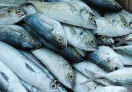 Conheça  as espécies de peixes que você pode comer sem culpa ambiental