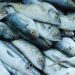 Conheça  as espécies de peixes que você pode comer sem culpa ambiental