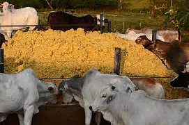 Mesmo sem pasto os bois podem permanecer saudáveis?