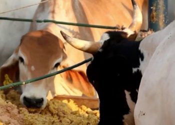 Qual o melhor horário para abastecer o cocho?