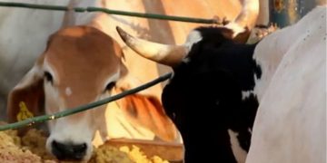 Qual o melhor horário para abastecer o cocho?