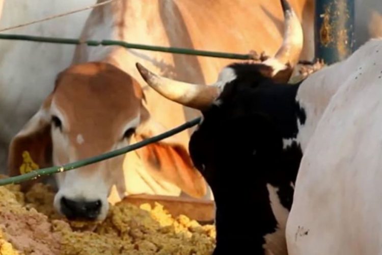 Qual o melhor horário para abastecer o cocho?