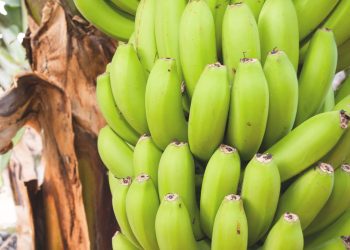 Descubra quais alimentos podem deixar de existir por causa das mudanças climáticas