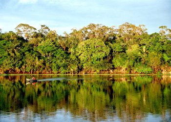 Dia da Amazônia: Saiba como preservar este bioma mesmo de longe