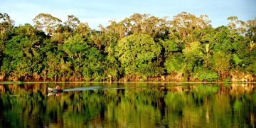 Dia da Amazônia: Saiba como preservar este bioma mesmo de longe