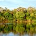 Dia da Amazônia: Saiba como preservar este bioma mesmo de longe