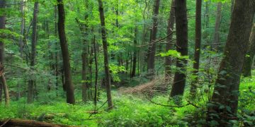 Turismo ecológico: saiba como funciona e comece a praticar!