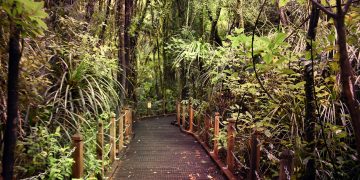 Dia Mundial da Saúde: como a natureza pode ajudar na saúde mental?