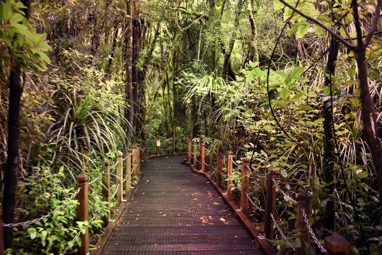 Dia Mundial da Saúde: como a natureza pode ajudar na saúde mental?